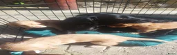 Sprocker dogs for sale: Cocker x Sprocker puppies  - Advert 13