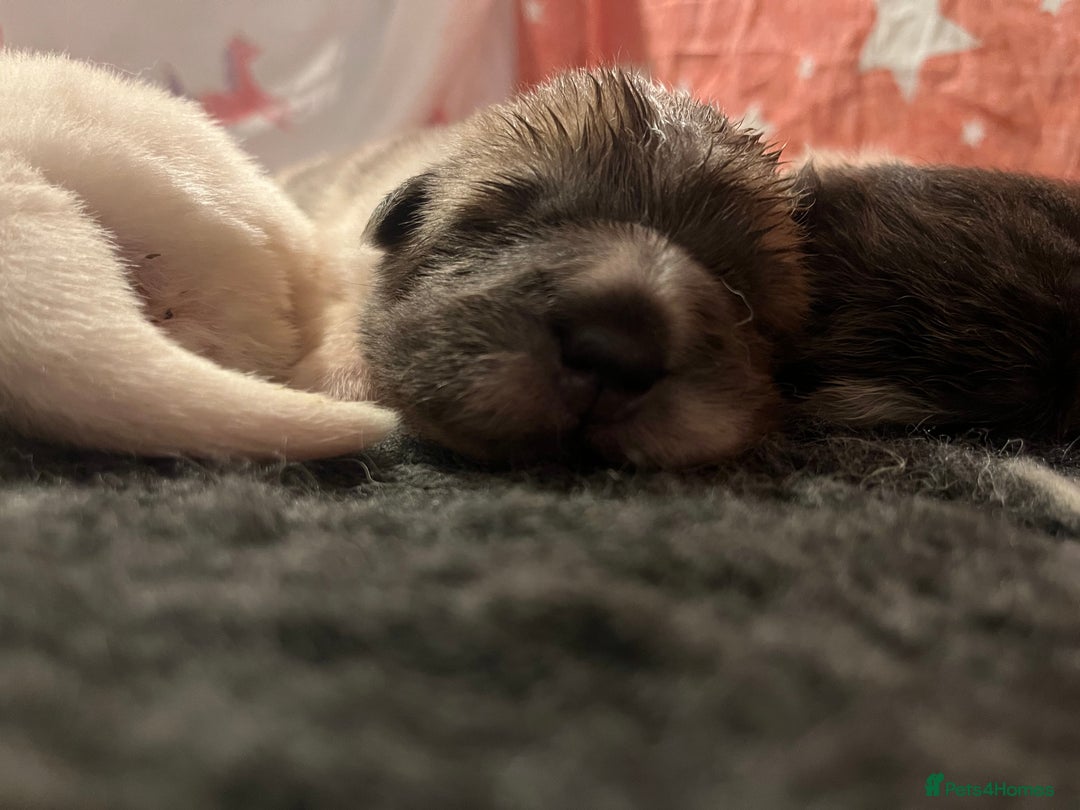 Shar Pei dogs for sale: Amazing flower bear coat !!!  - Advert 1