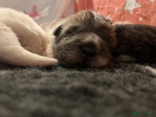 Shar Pei dogs Amazing flower bear coat !!! - Advert 7