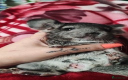 Chinchilla rodents for sale: Chinchilla male and female - Image 5