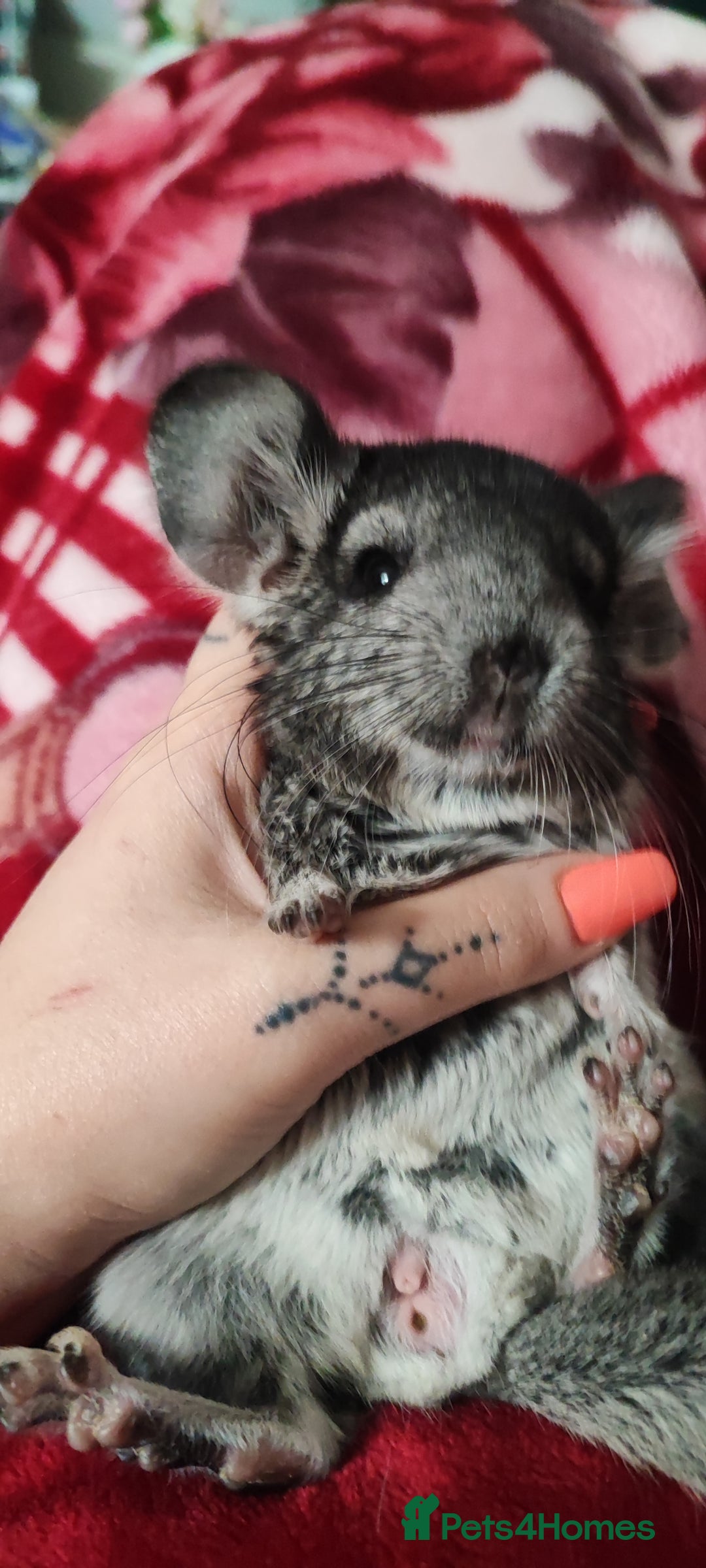 Chinchilla rodents for sale: Chinchilla male and female - Image 5
