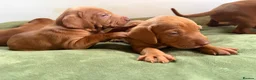 Hungarian Vizsla dogs for sale: Ready this weekend Beautiful litter.  - Advert 19