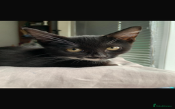 Mixed Breed cats for sale: 14 week old kittens for sale - Image 2