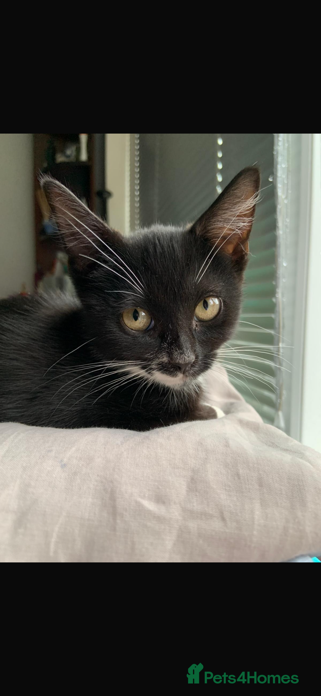 Mixed Breed cats for sale: 14 week old kittens for sale - Image 2
