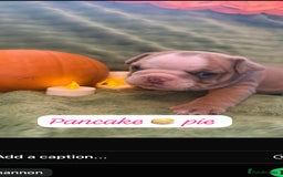 English Bulldog dogs for sale: Beautiful bulldog babies  - Image 18