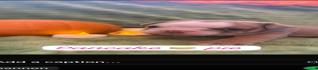 English Bulldog Puppy 5