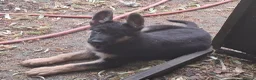 German Shepherd dogs for sale: Flat backed, German Shepherd puppies, DNA DM clear - Advert 16