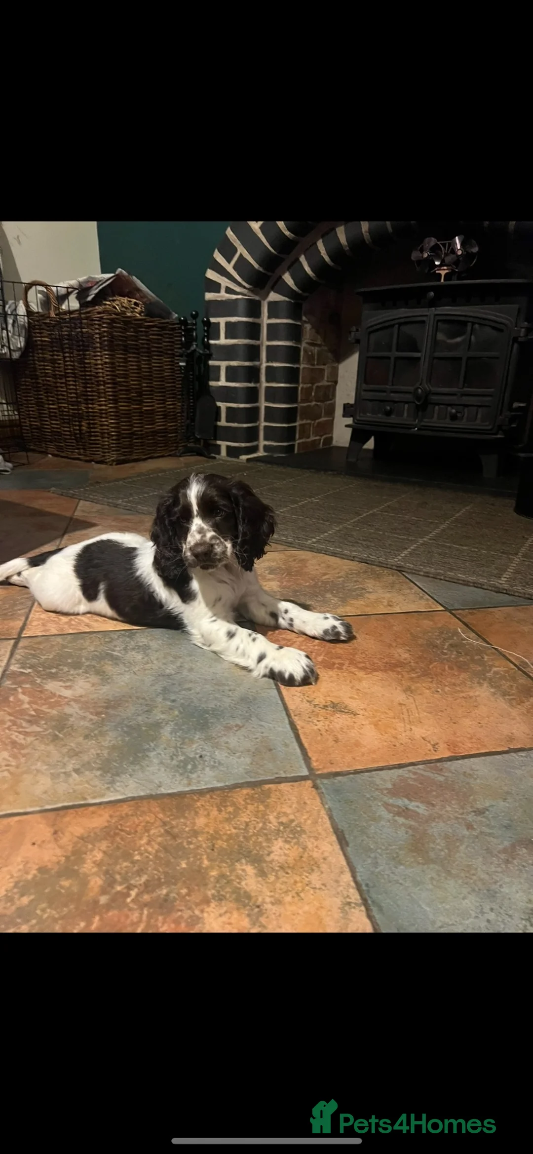 Cocker Spaniel dogs for sale: Sadly rehoming my boy - Advert 5