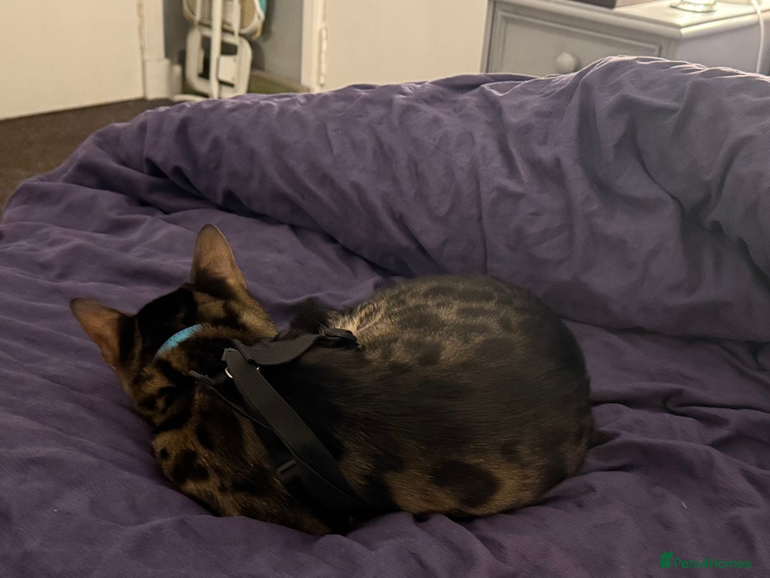 Bengal cats for stud: Stunning Bengal for stud - Advert 25