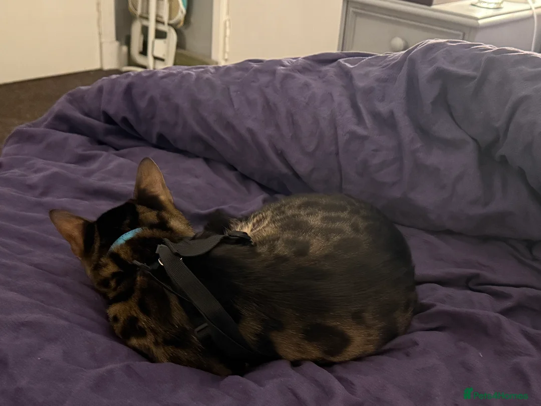 Bengal cats for stud: Stunning Bengal for stud - Advert 25