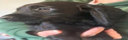 Cocker Spaniel dogs for sale: Beautiful cocker spaniel puppies  - Advert 21