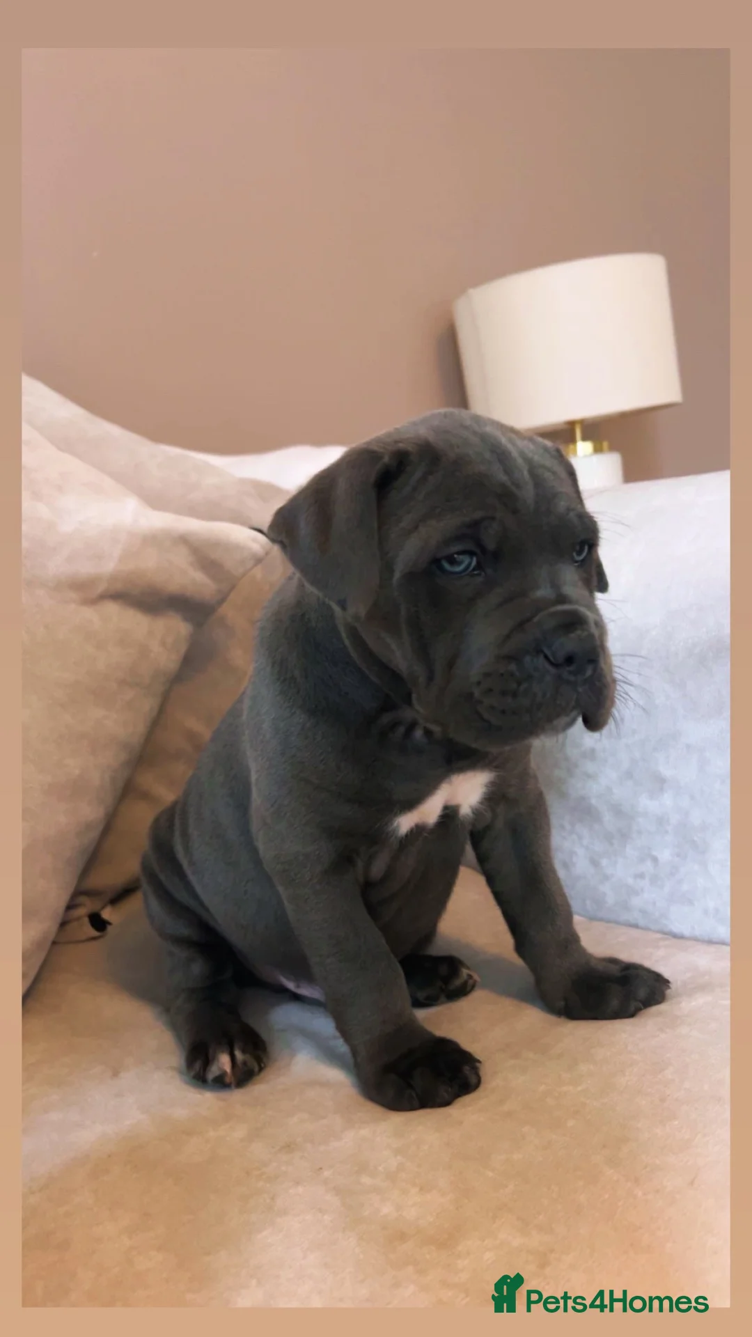 Cane Corso dogs for stud: 💙BLUE BOY💙 in Cheltenham - Advert 10