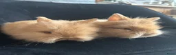 Lionhead rabbits for sale: 2 Beautiful Lionhead rabbits from family home - Advert 4