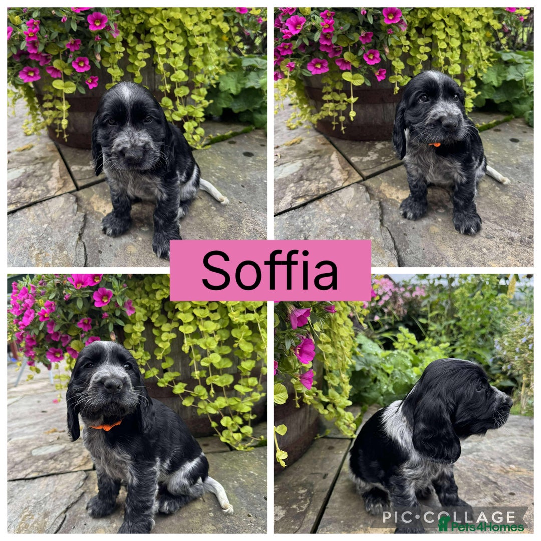 Cocker Spaniel dogs for sale: Show Type Cocker Spaniel pups  - Image 9