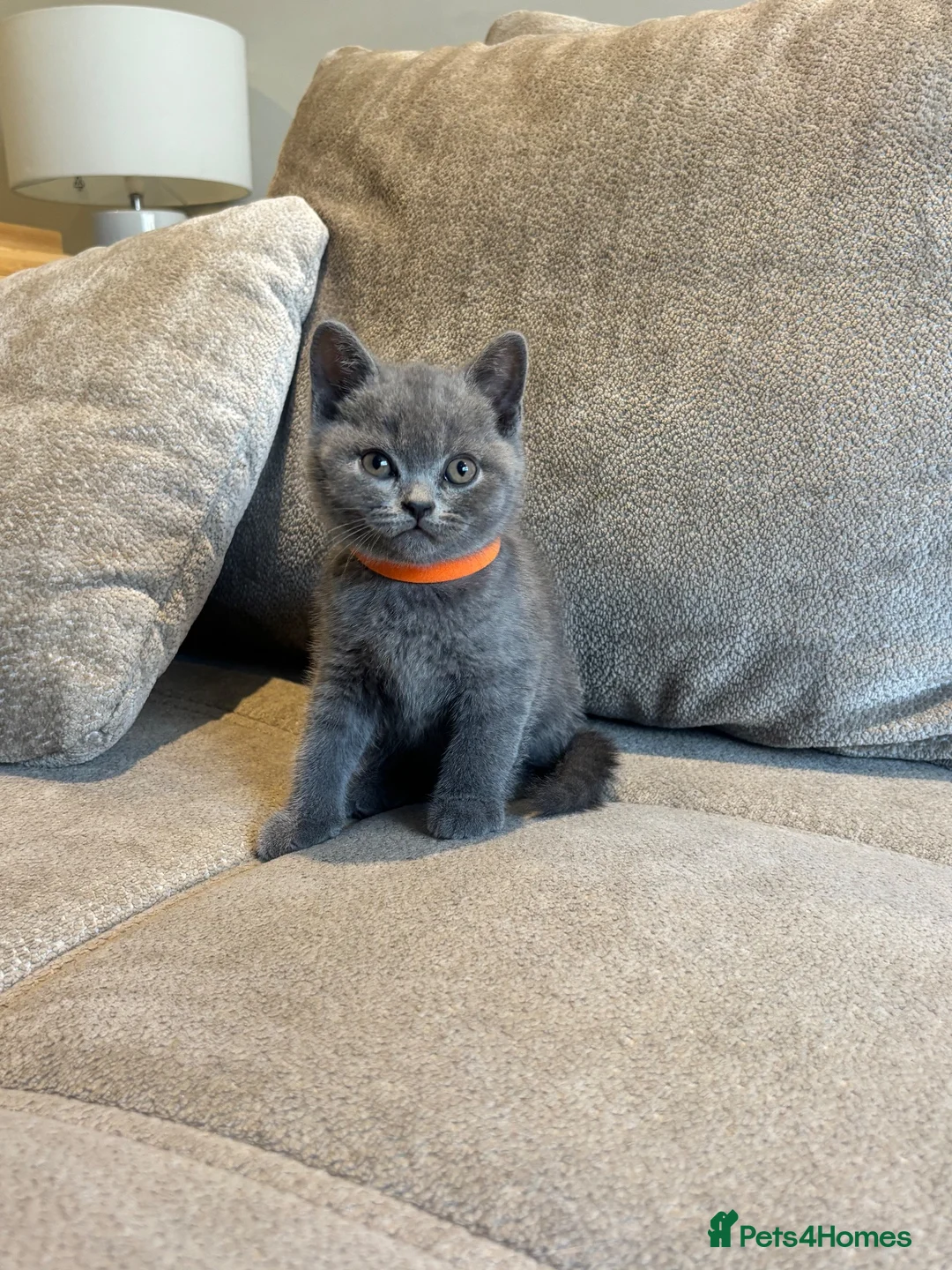 British Shorthair cats for sale: British Blue Shorthair GCCF Pedigree Registered  - Advert 2