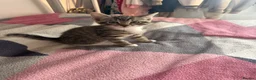 Mixed Breed cats for sale: 8 gorgeous kittens  - Advert 12