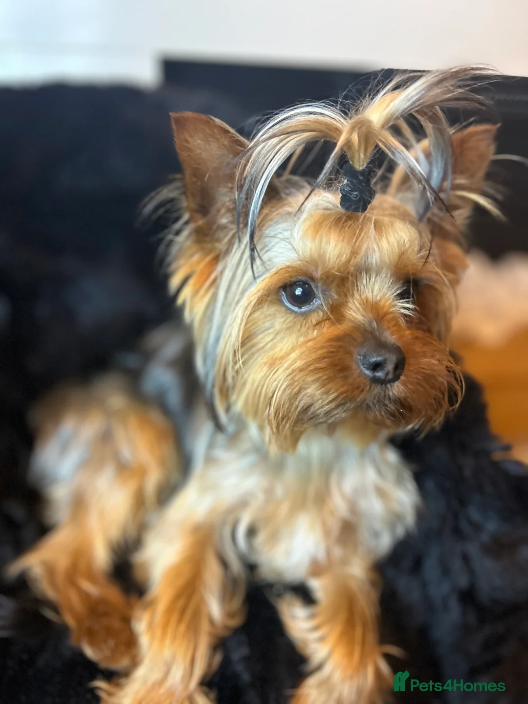 Yorkshire Terrier dogs for stud: Yorkshire terrier stud kc reg royaljoy bloodlines in Poole - Advert 4