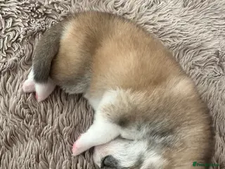 Pomsky dogs Rare Pomsky pups - Gorgeous miniature Husky’s - Advert 5