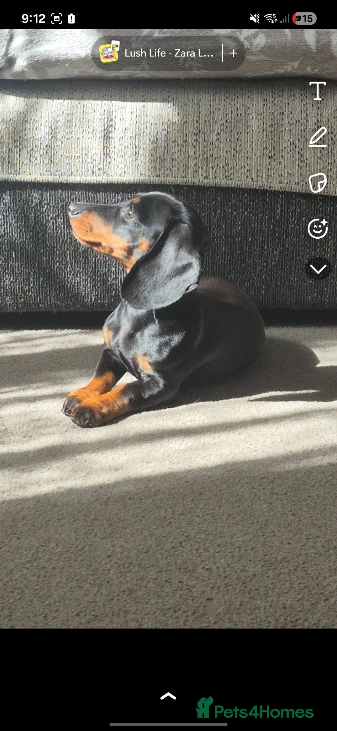 Dachshund dogs for sale: Dachshund  - Advert 1