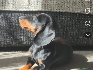 Dachshund dogs Dachshund - Advert 1