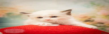 Ragdoll 5