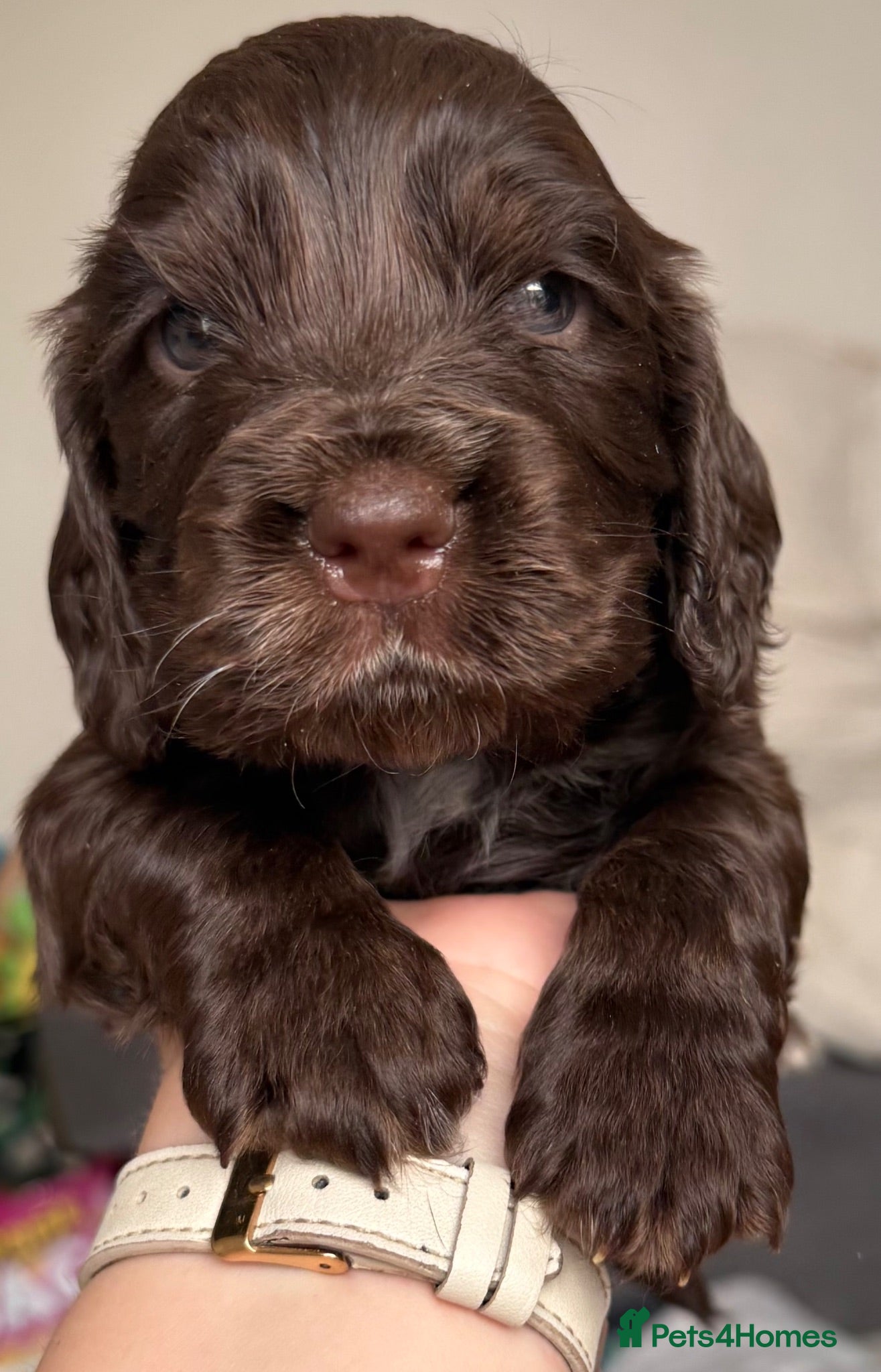 Cocker Spaniel dogs Stunning Show-Type Cocker Spaniel Puppies - Advert 13