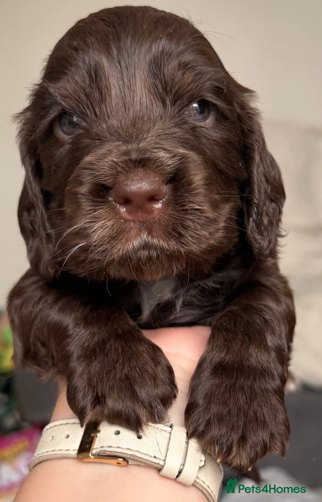 Cocker Spaniel dogs for sale: Last Remaining Chocolate Show Cocker - Ready 17/07 - Advert 1