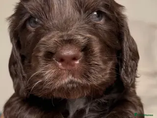 Cocker Spaniel dogs Stunning Show-Type Cocker Spaniel Puppies - Advert 13