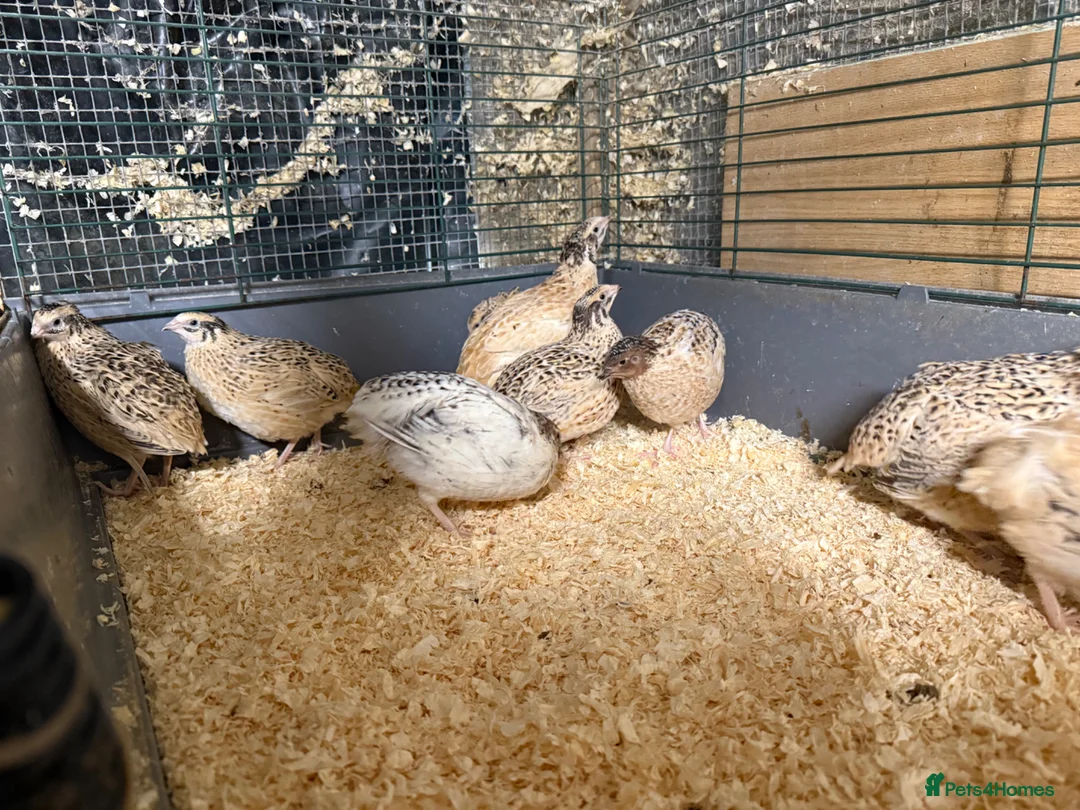 Quail poultry for sale: Celadon Quail hatching eggs x12 - Advert 2