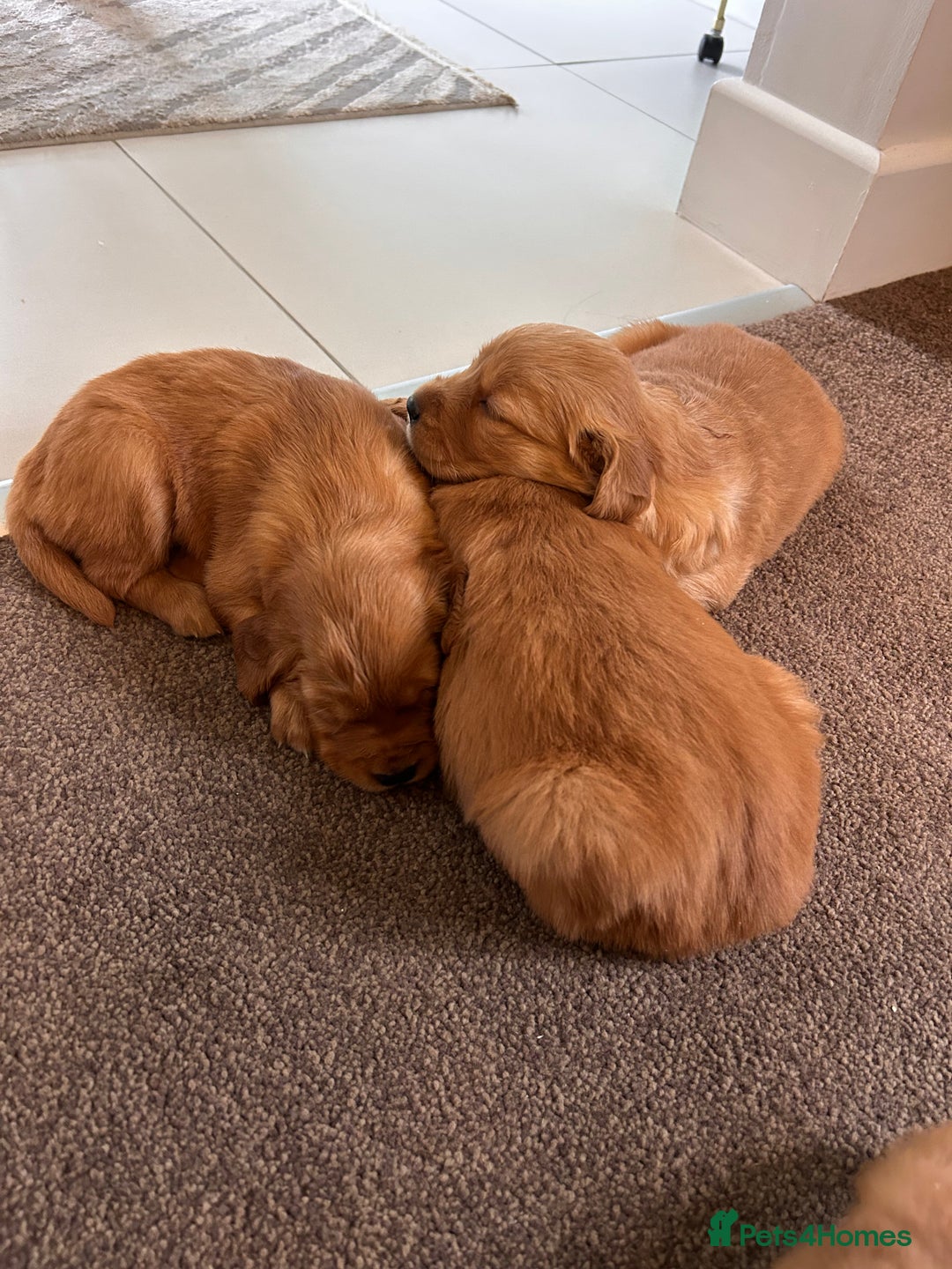 Golden Retriever dogs for sale: Dark Working Golden Retriever puppies - Advert 28