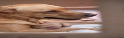 Goldador dogs for sale: 6 Beautiful Goldador Puppies - Advert 6