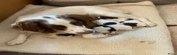English Springer Spaniel dogs for sale: 4 gorgeous Springer Spaniel pups in Petersfield - Advert 4