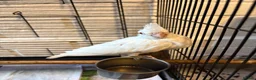 Cockatiels birds for sale: Baby Cockatiels- Albino White - Advert 5