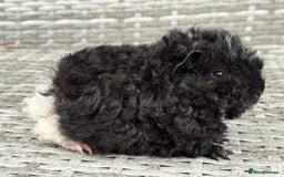 Guinea Pig rodents for sale: Lunkarya guinea pigs  - Image 9