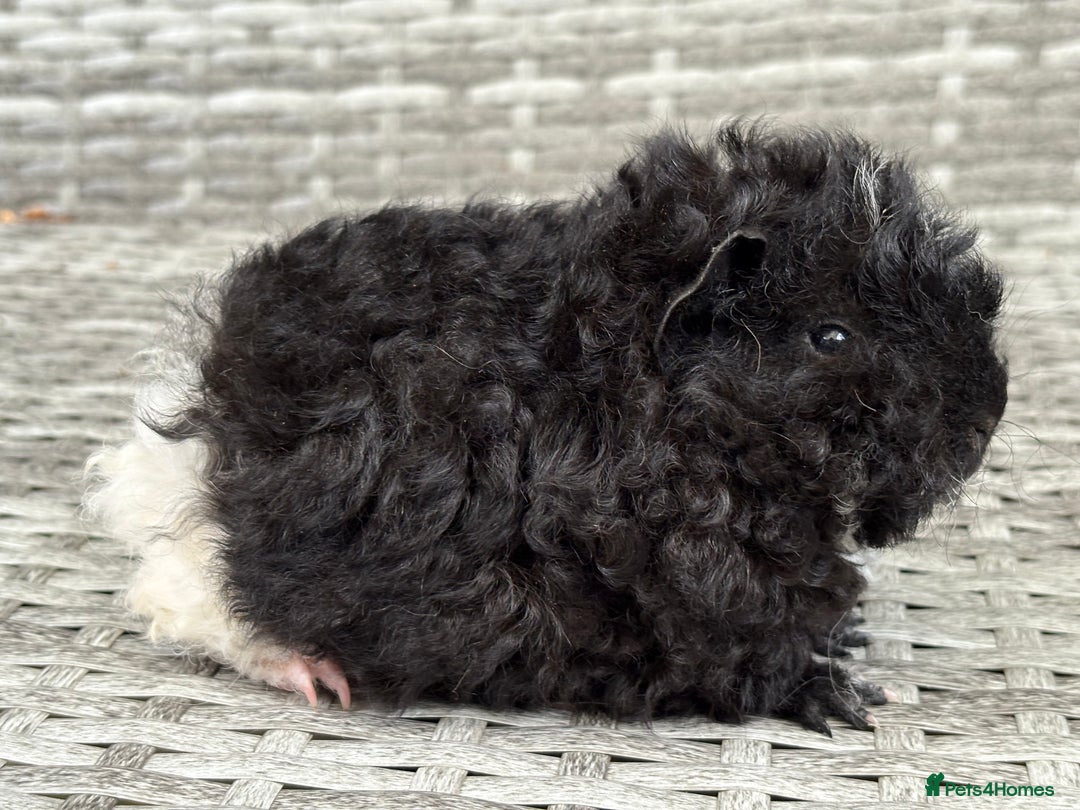 Guinea Pig rodents for sale: Lunkarya guinea pigs  - Image 9