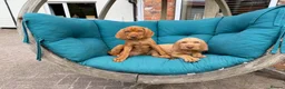 Hungarian Vizsla dogs for sale: Wirehaired Hungarian Vizsla Pups in Malton - Advert 12