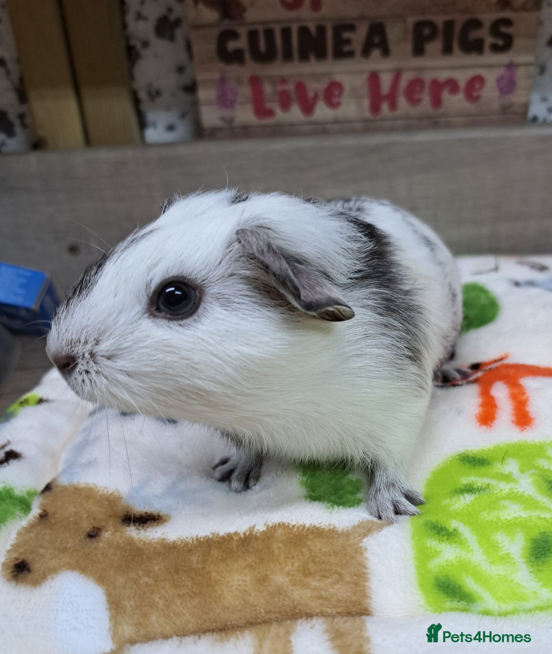 Guinea Pig rodents for sale: Two male guinea pigs - Leeds based - Advert 4