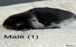 Dwarf Lop rabbits for sale: Pure bred dwarf lops  - Image 5