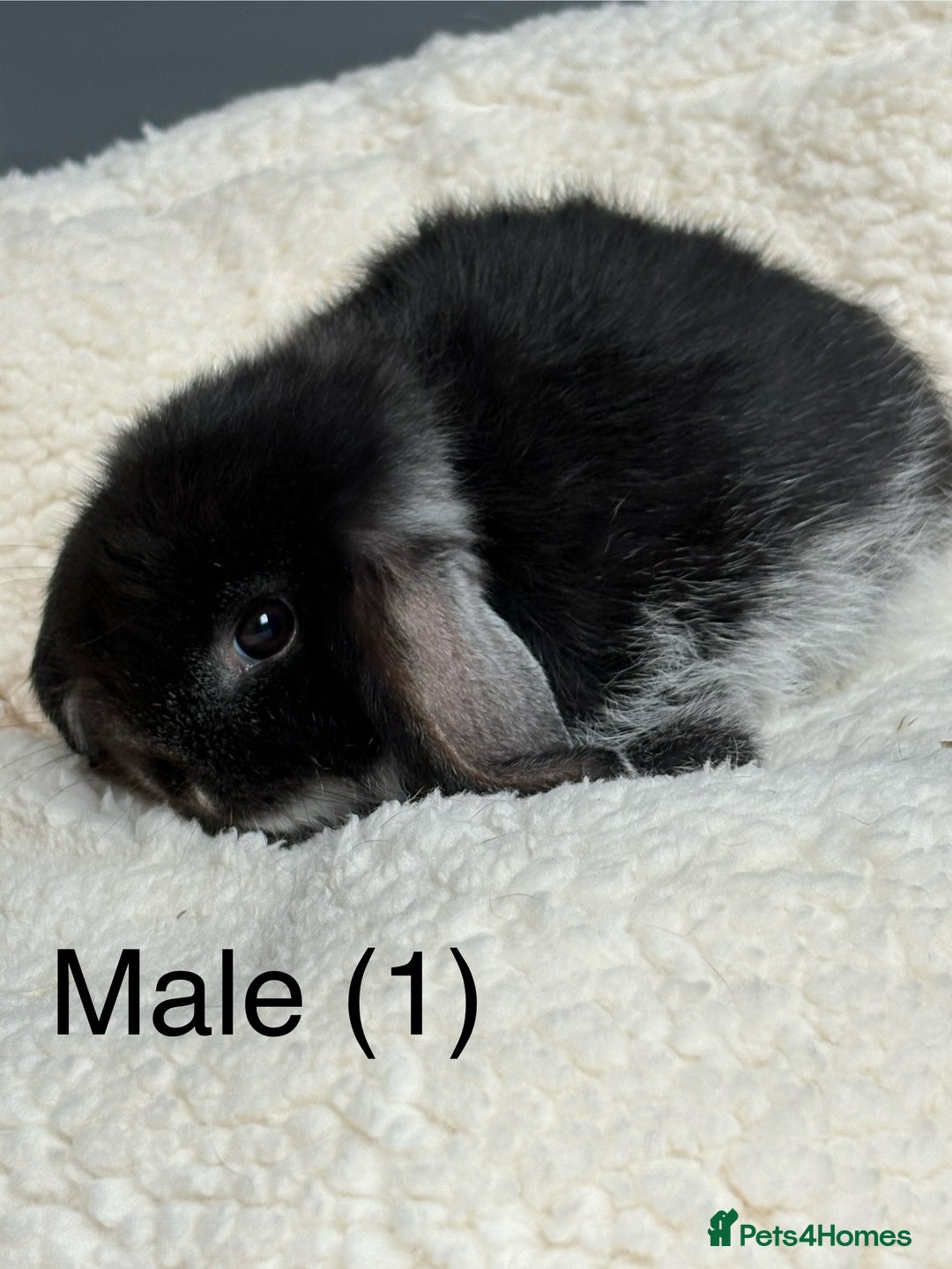 Dwarf Lop rabbits for sale: Pure bred dwarf lops  - Image 5