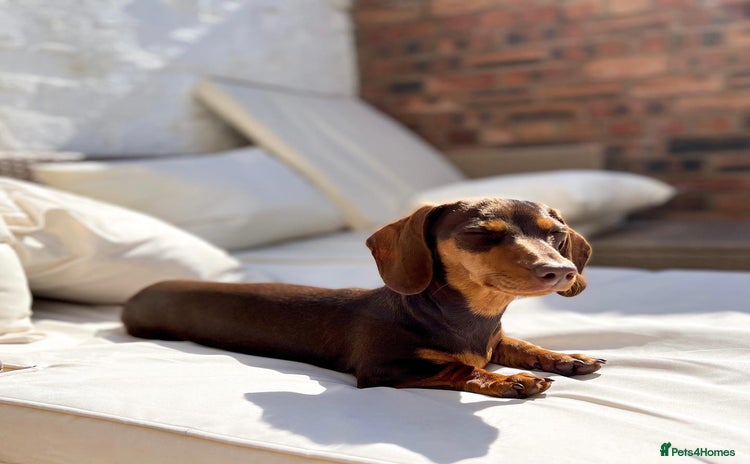 Miniature Dachshund dogs - Advert 1