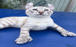 Keetso cats for sale: The best Keetso boy ever  - Image 29