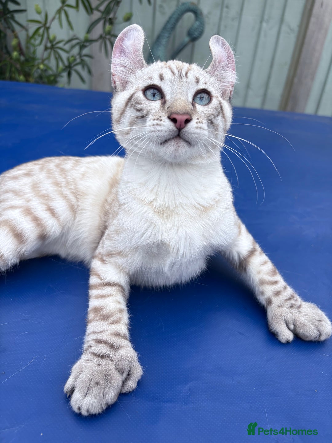 Keetso cats for sale: The best Keetso boy ever  - Image 29