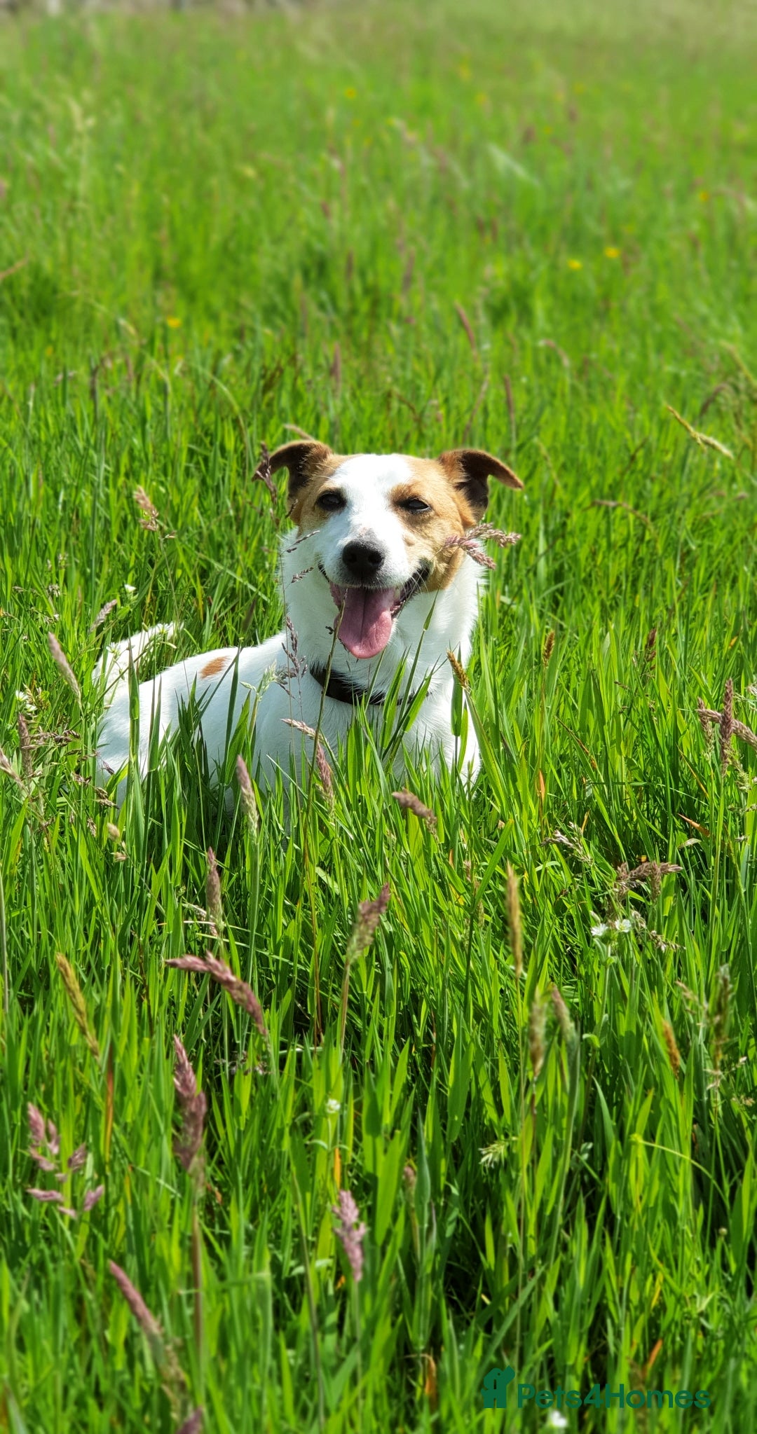 Mixed Breed dogs for sale: Cracking terrier pups - Image 11