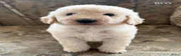 Mini Goldendoodle dogs for sale: F1B Mini Goldendoodles  in Wigan - Advert 3