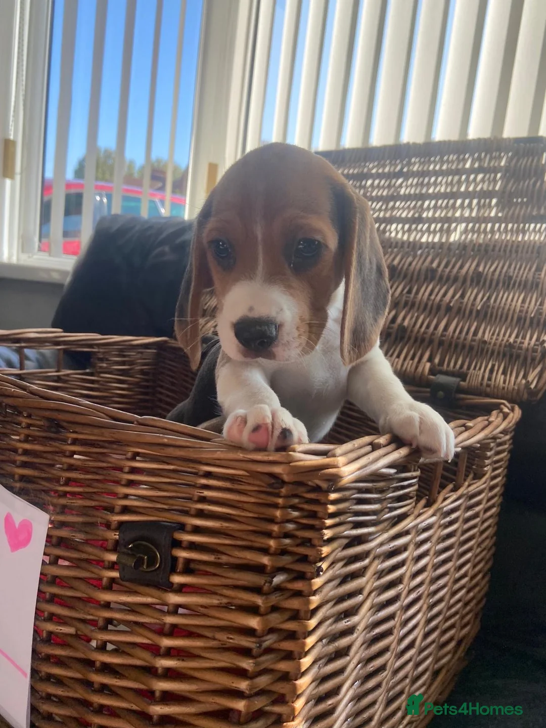 Beagle dogs for sale: Beagle puppies - Advert 1