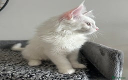Maine Coon cats for sale: Two Stunning white Maine coons kittens  - Image 6