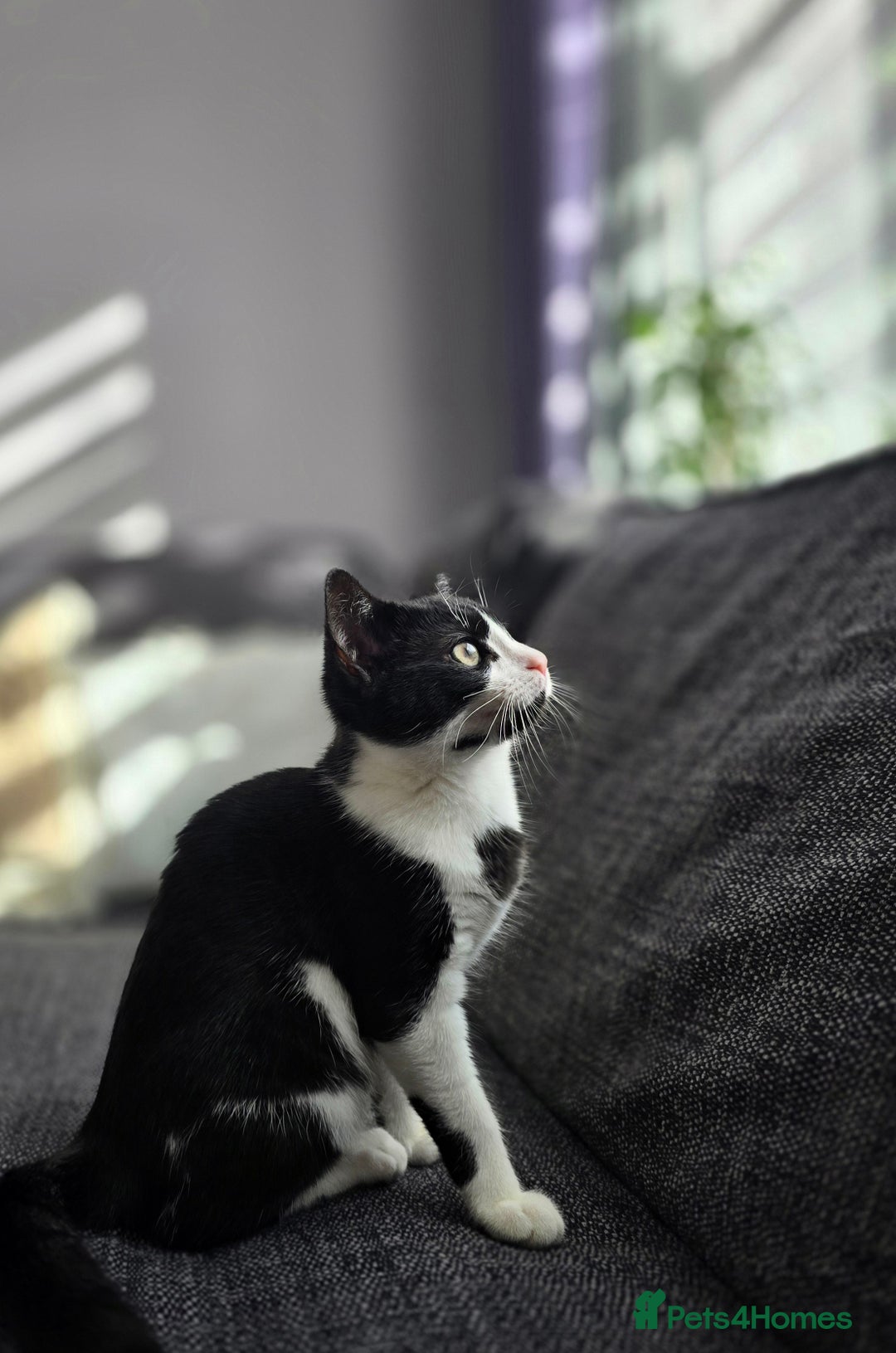 Mixed Breed cats for sale: Female kitten 🐈 - Image 10