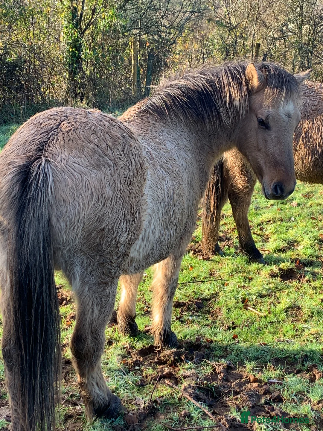 Dartmoor horses for sale: DHP DUN x2 - Advert 2