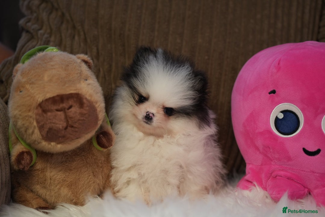 Pomeranian dogs for sale: Tiny pups are ready for new homes - Advert 10