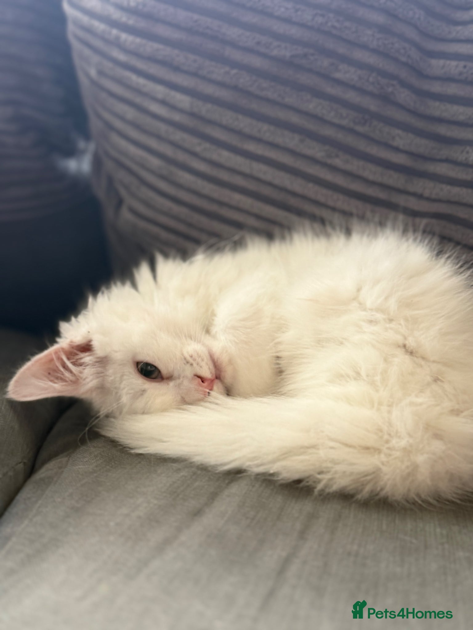 European Kitten 4